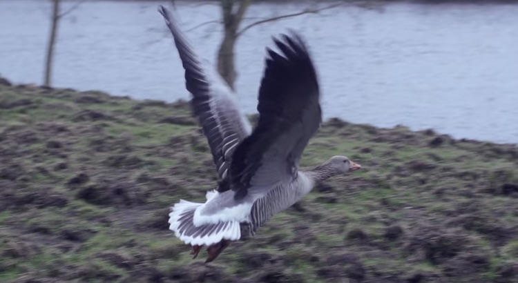 Lex Toulouse – Visier (Video)